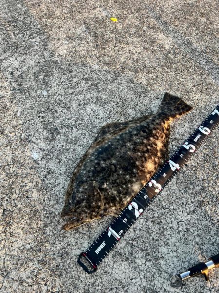 アジの泳がせでヒラメ