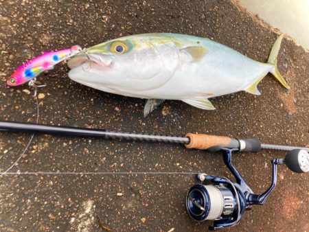 小規模なハマチの群れが回遊してる感じにゃ！…