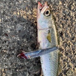 ボチボチ魚っ気が…