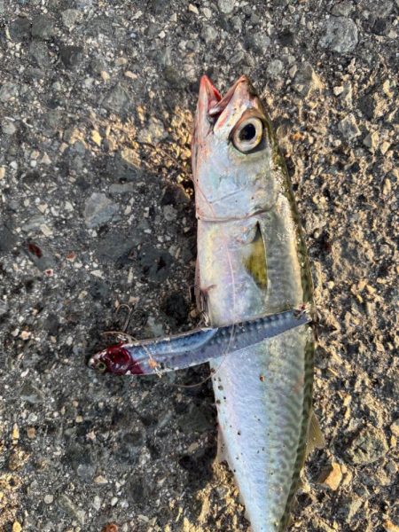 ボチボチ魚っ気が…