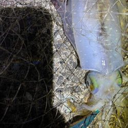 春開幕 絶好エギング