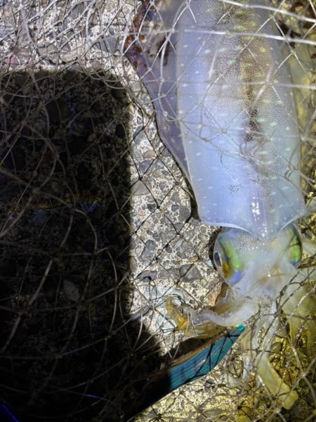 春開幕 絶好エギング