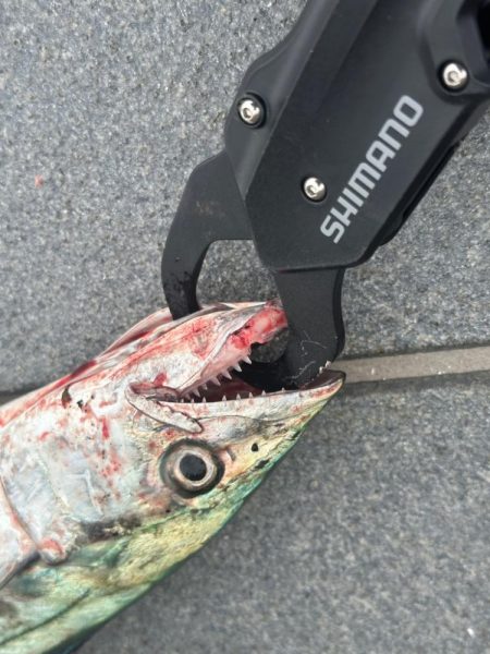 ライトショアジギング