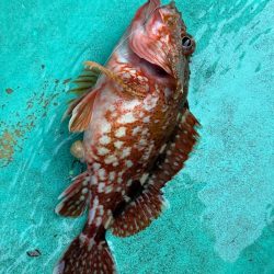 大原沖、イワシ泳がせ