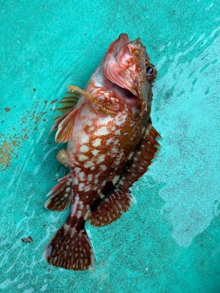 大原沖、イワシ泳がせ