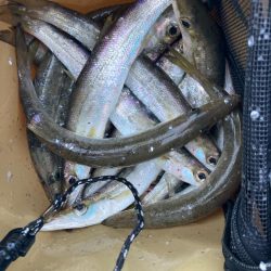 朝マズメのカマス釣りで19匹GET