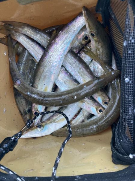 朝マズメのカマス釣りで19匹GET