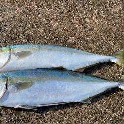 あらっ！　アベレージサイズかぁ。