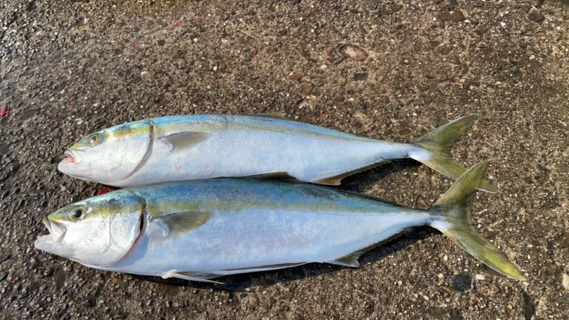 あらっ！　アベレージサイズかぁ。