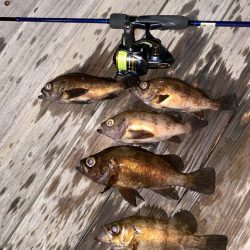 メバルプラッキング