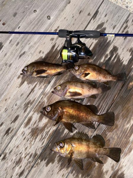 メバルプラッキング