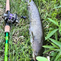 ナマズは裏切らない