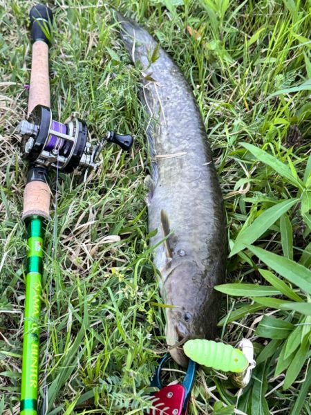 ナマズは裏切らない