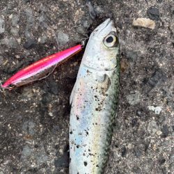 今日は活性低くし！