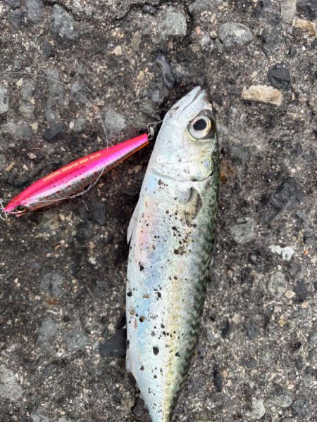 今日は活性低くし！