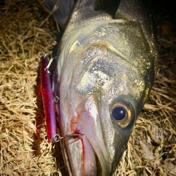 バチ抜けシーバス