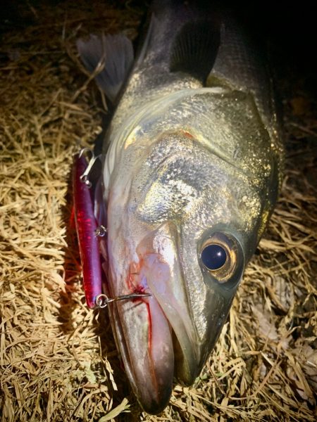 バチ抜けシーバス