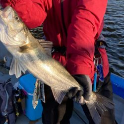 春のインショアシーバス