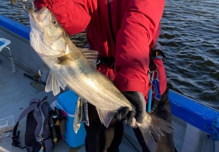 春のインショアシーバス