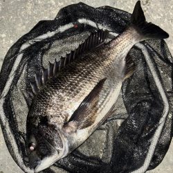 ヘチってきました