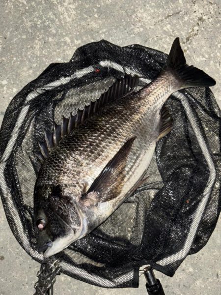 ヘチってきました