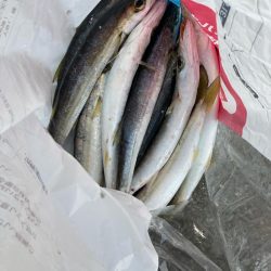 朝マズメのカマス釣りで10匹GET