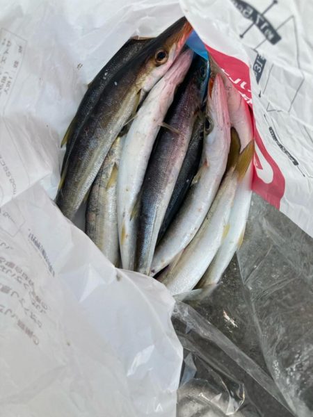 朝マズメのカマス釣りで10匹GET