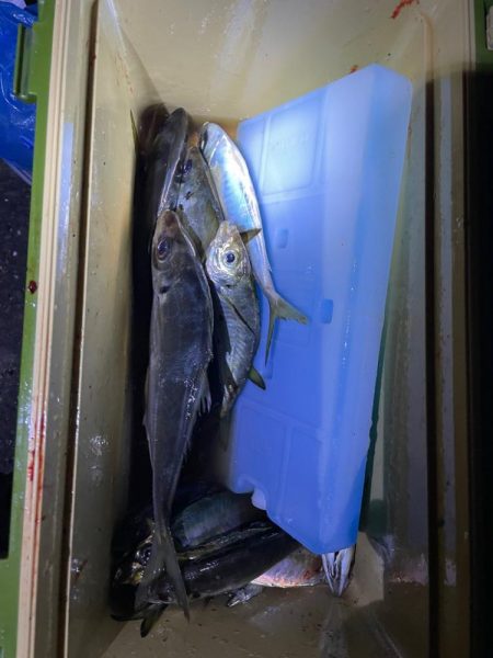 アジのカゴ釣り