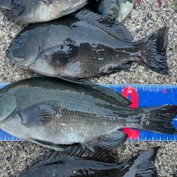 魚津港フカセグレ