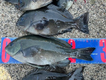 魚津港フカセグレ