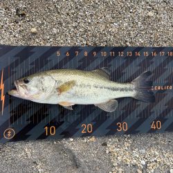 スポーン突入💦