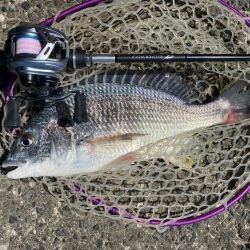 キビレ見つけた！