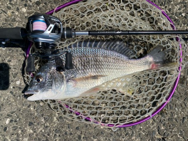 キビレ見つけた！