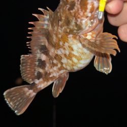 雨後の激渋メバル