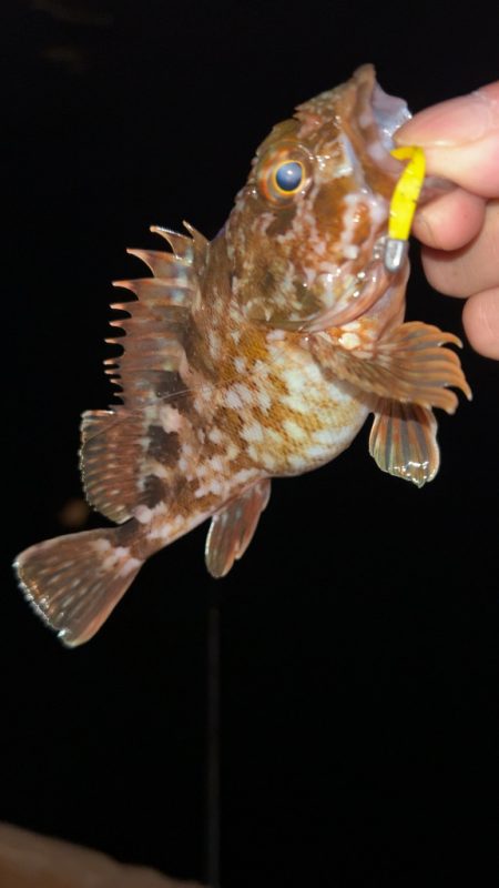 雨後の激渋メバル