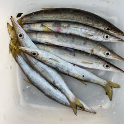 朝マズメのカマス釣りで7匹GET