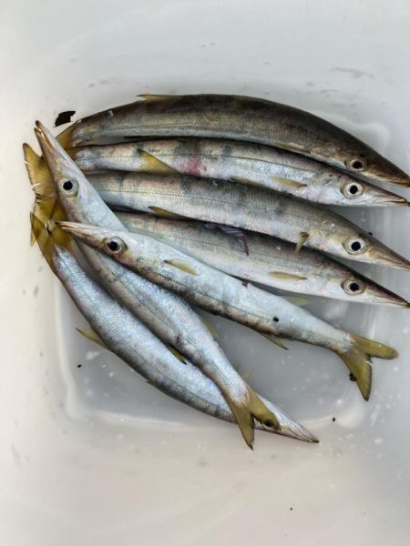 朝マズメのカマス釣りで7匹GET