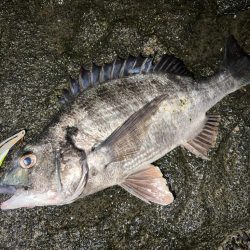 ハクに着いたチヌ！