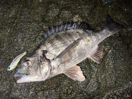 ハクに着いたチヌ！