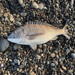 青物はいませんでしたー