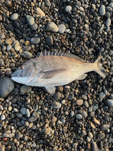 青物はいませんでしたー