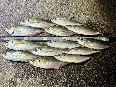 久しぶりのアジング