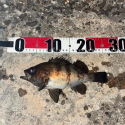 アジ、メバル釣り