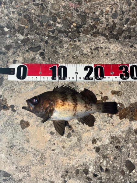 アジ、メバル釣り