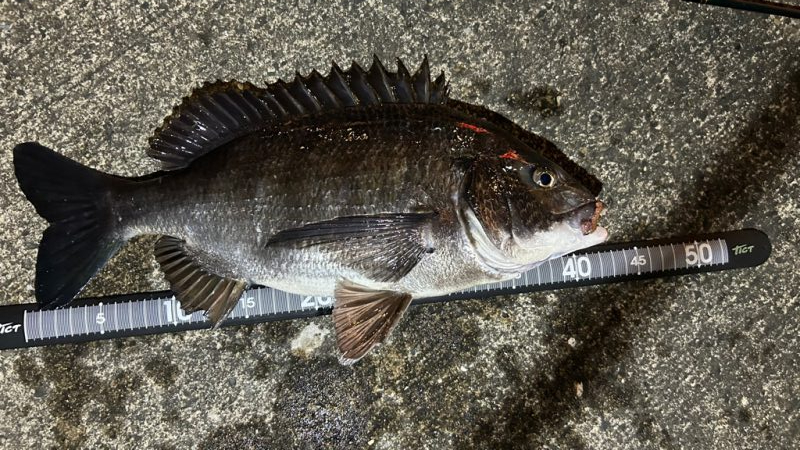 テンションフォール