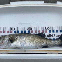 久しぶりのシーバスとキジハタ