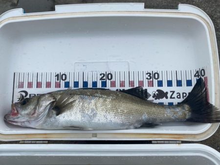 久しぶりのシーバスとキジハタ