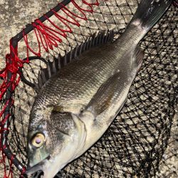 ヘチってきました