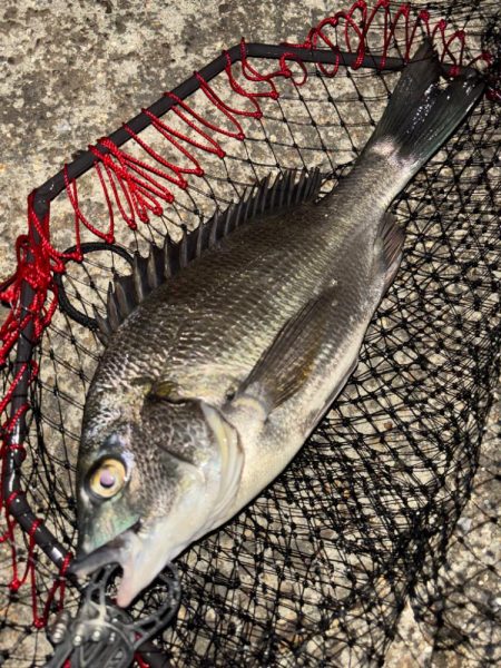 ヘチってきました