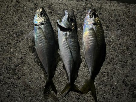 いつものアジング